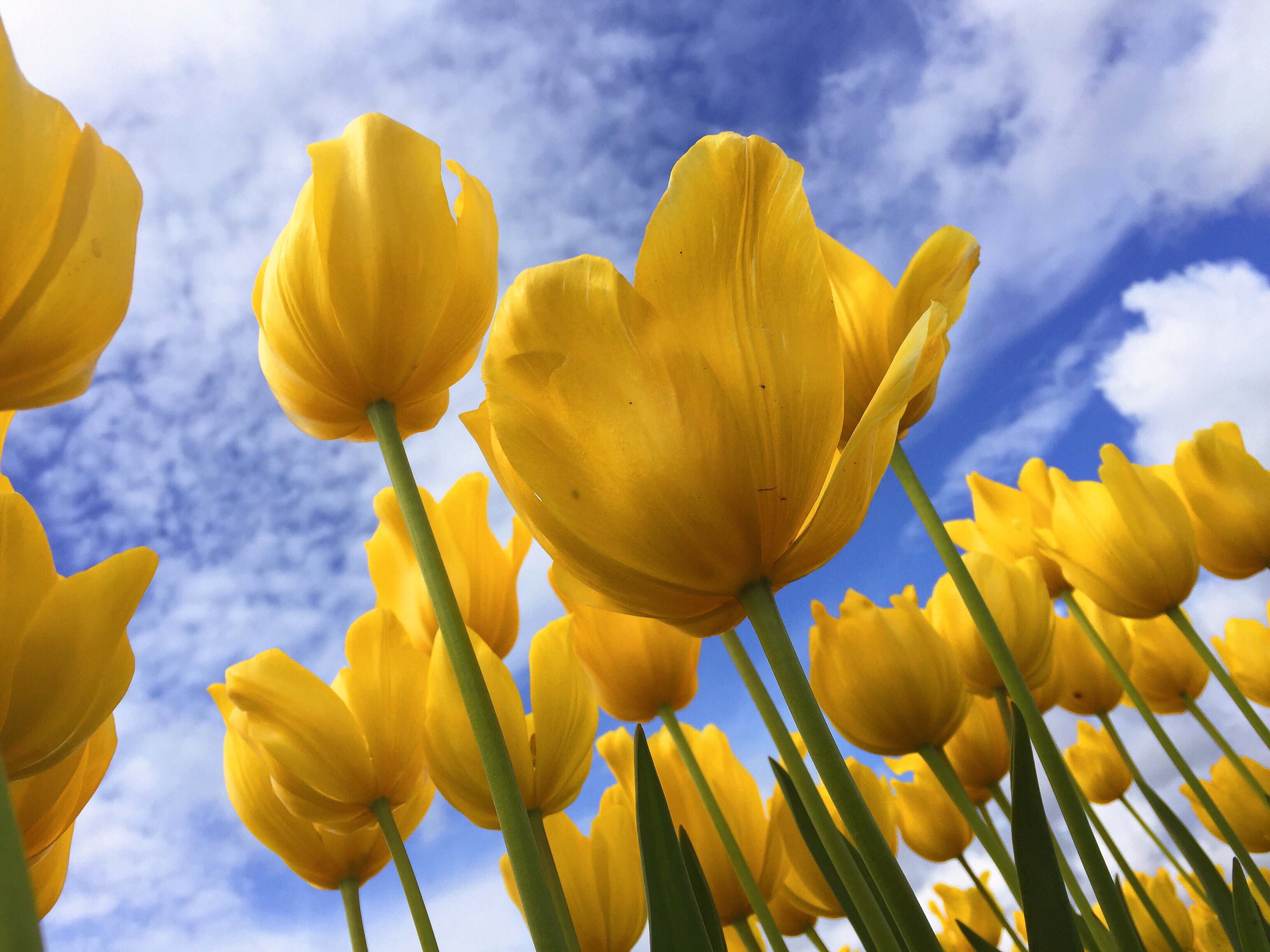 flowers_melissa_askew.jpg